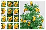 Pokemon Go 12 Piece PIKACHU Christmas Ornament Set - Unique Shatterproof Plastic Design Around 1.5