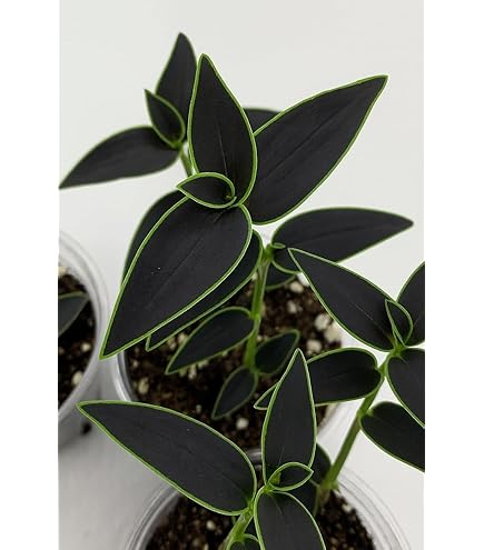 Amazon.com : Dark Desire Wandering Jew Cuttings to Grow (4