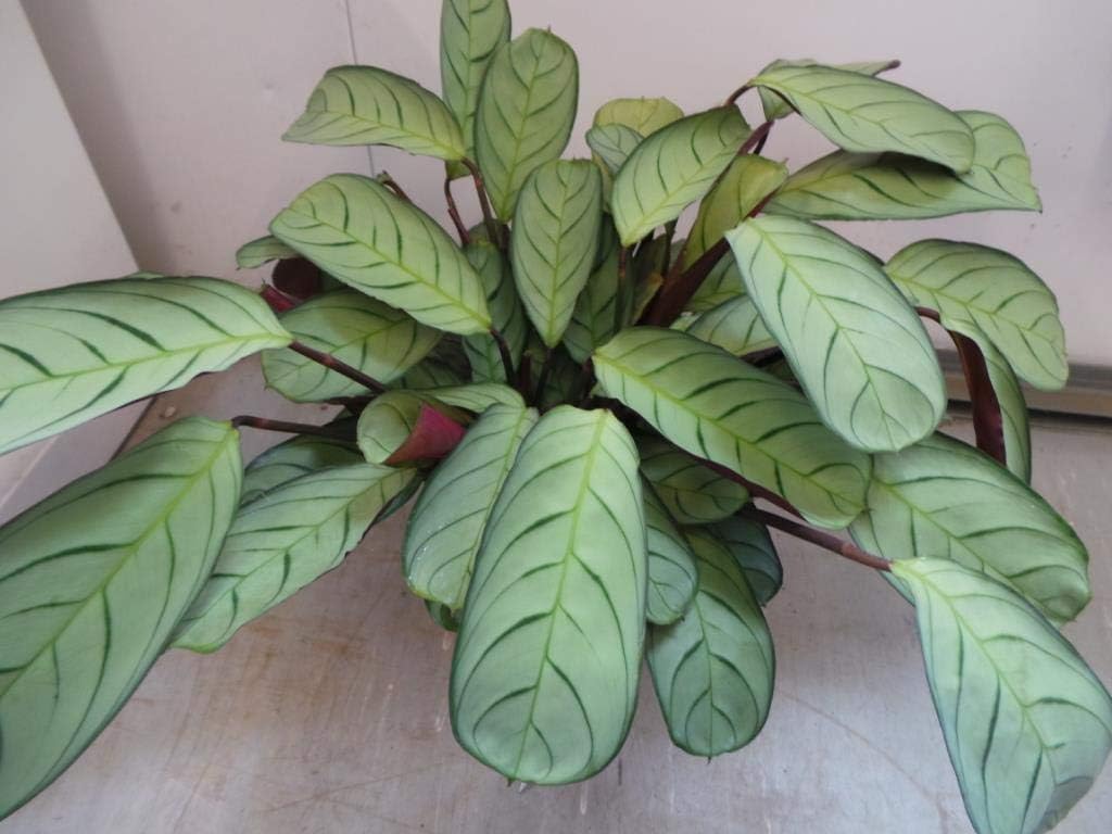 Maranta amabilis House Plant in a 14cm Pot Prayer Plant