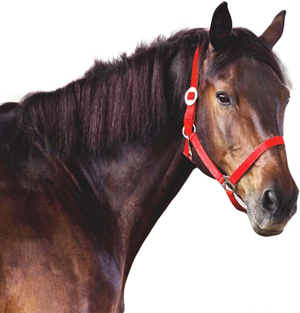 Queen.Y Horse Halter Durable Thickened Adjustable Horse Head Collar Horse Riding Racing Equipment: Sports & Outdoors