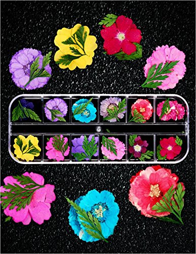 XICHEN Nail Art Accessories 12-color three-dimensional nail dry flowers 36 Starry + 36 five flower+36 Beauty cherry, Zou Ju with leaves