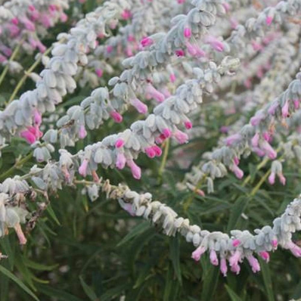 Amazon Co Jp 多年草 サルビア レウカンサ フェアリーピンク アメジストセージ 2株セット イングリッシュガーデン Diy 工具 ガーデン