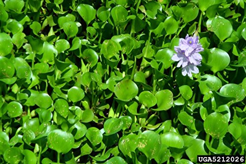 Water Hyacinth - Lot of 4 Live Floating Water Plants for your Pond, Water Garden, or Aquarium | Provides much needed shade and shelter for your pond and fish | Natural Biofilters