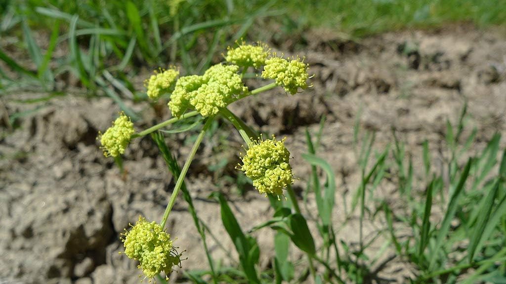 1 oz Seeds (Approx 2625 Seeds) of Lomatium triternatum, Nine Leaf Biscuitroot