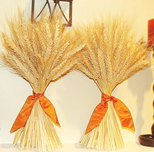 Elegant Holidays Handmade Natural Wheat Sheaf with Ribbon (Choice of golden or black bearded), Great for All Seasons and Holidays- Autumn Home