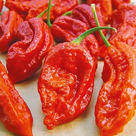 Nature Valley CHILI PEPPER Bhut Jolokia- Naga Jolokia Garden Rare Giant Spices-50 Seeds