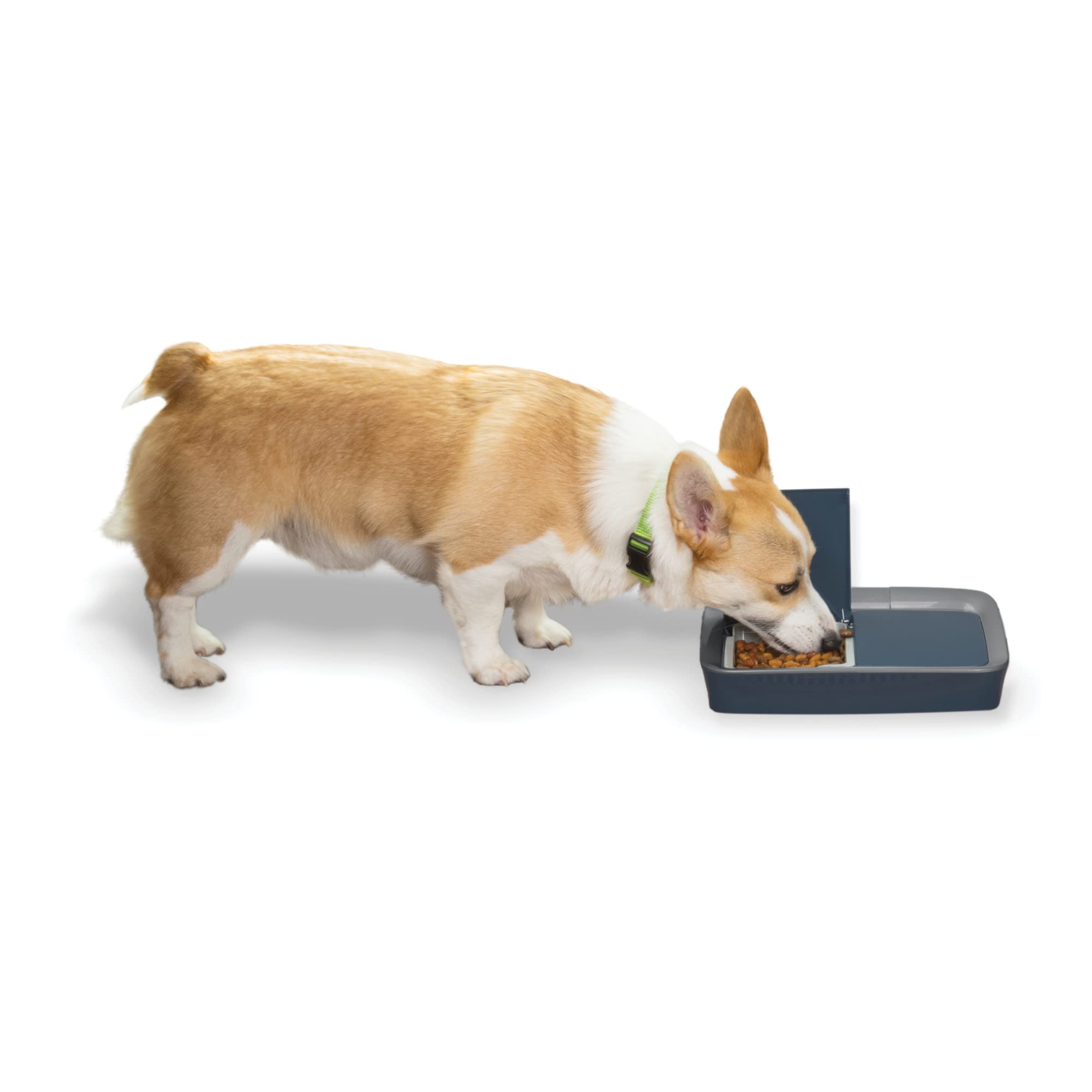 Digital 2 Meal Programmable Pet Feeder, Automatic Dog and Cat Feeder - Dry or Semi-Moist Pet Food Dispenser, Slow Feed Portion Control (3 Cup/16 Ounce), Tamper-Resistant, Dishwasher Safe