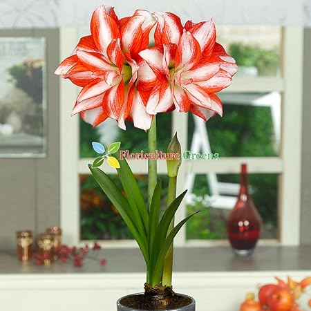 Floriculture Greens Imp. Amaryllis Lily/Belladonna Lily Double Flower Hybrid Bulbs for Home Gardening Planting (Exotic Peacock, Pack of 6 Bulbs)