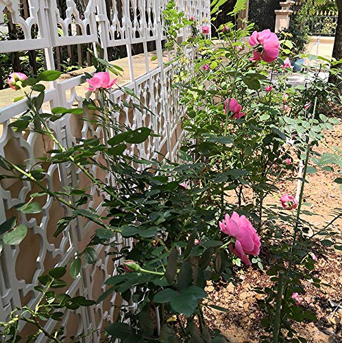 PLHMS Rankgitter, Gitterspalier für Garten, Pflanzen, Balkon, Rankhilfe, Klettergitter, Kletterhilfe, Rosenspalier… – Bild 8