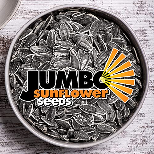 JUMBO SUNFLOWER SEEDS, Mega No Salt, 5.5Ounce (Pack of 12) Pricepulse