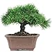 Brussel's Dwarf Mugo Pine Bonsai - Small - (Outdoor)