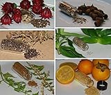 Medicinal Herb & Rare Heirloom 6 Variety Pack Seeds in Glass Vials with Silica Beads and Organic Cotton For Excellent Long Term Storage