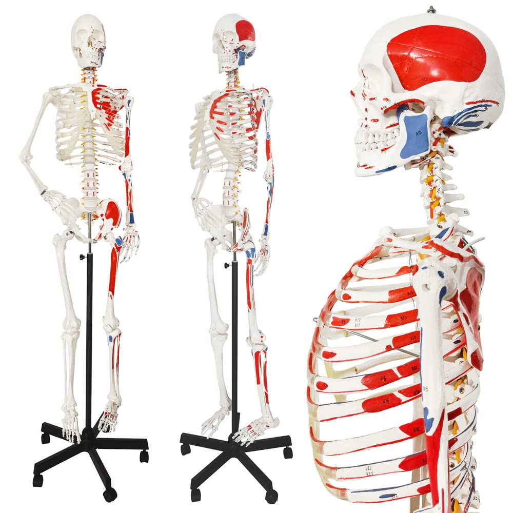 Photo 1 of 2025 New Human Skeleton Model, Medical Anatomical Life Size Skeleton Replica with Spinal Nerves, Muscle Insertion and Origin Points,Includes Rolling Stand,for Doctors, Students