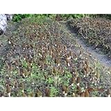 Amazon.com : Morel Mushroom Kit : Raised Garden Kits : Garden & Outdoor
