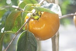 Perfect Plants Fuyu Asian Persimmon Tree, Live