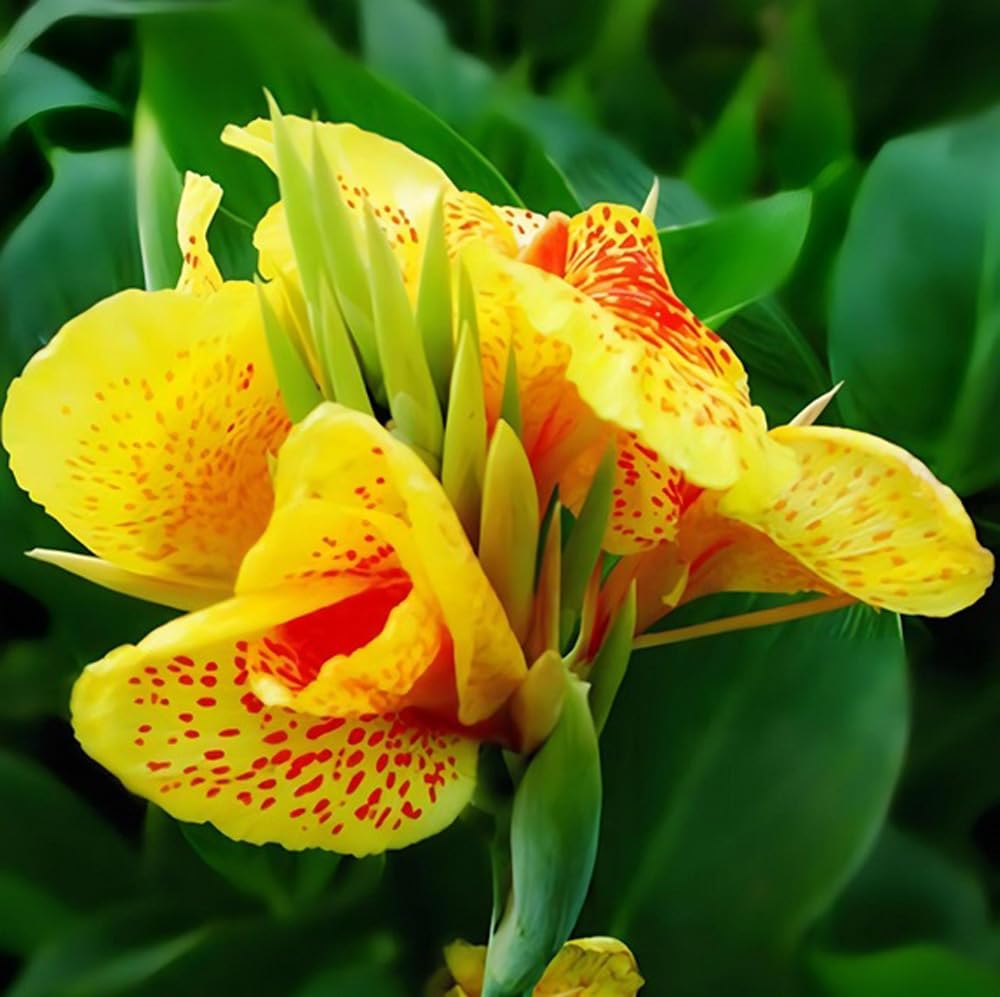 Photo 1 of 10PCS Canna Lily Orange Bloom Seeds Stutgart Canna Flower Seeds