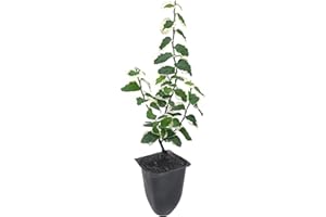 FLORIDA FOLIAGE Variegated Creeping Fig Vine - Ficus Pumila Variegata - 10 Live Fully Rooted 2 Inch Plants - Climbing Ivy