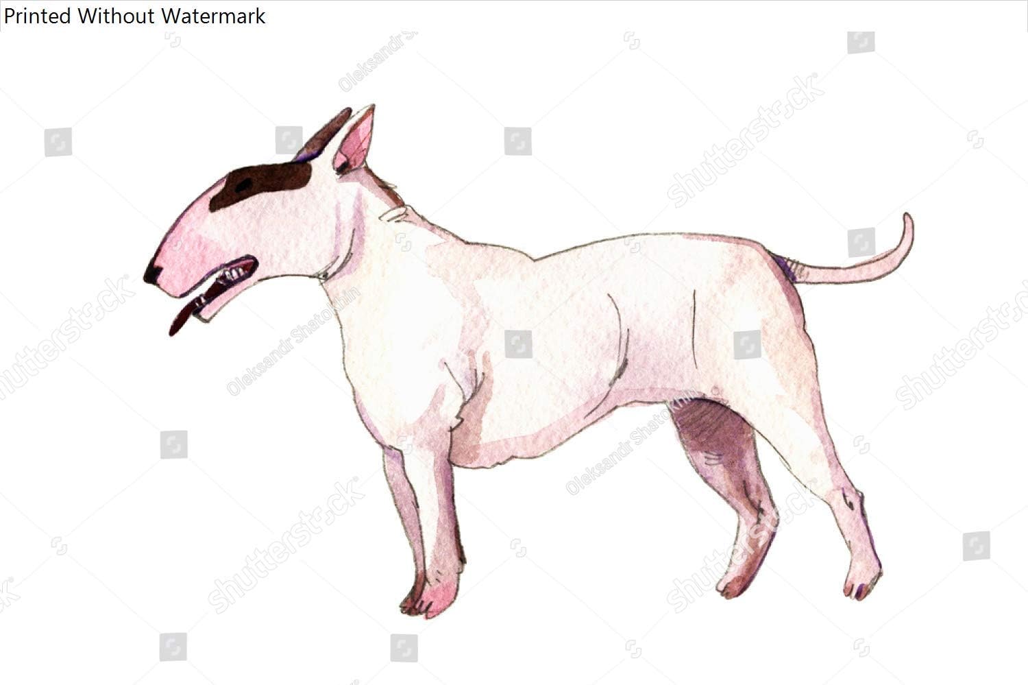 cute english bull terrier