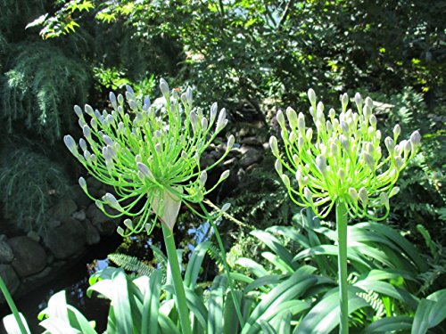 Lily of the Nile flowers at the garden: Agapanthus
