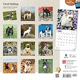 Image de French Bulldogs 2015 Square 12x12 (Multilingual Edition)