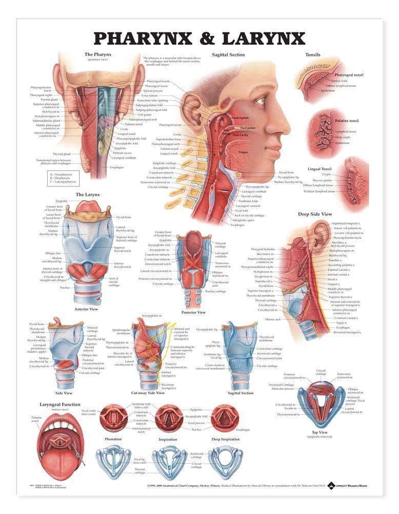 Anatomical Chart Pharynx and Larynx