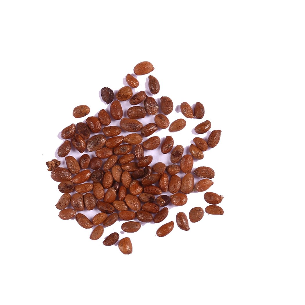 Edited 50 STÜCKE Actinidia Chinensis Samen Kiwis Samen Süße Frucht Haus Garten Pflanzen, Kiwi selbstfruchtend Actinidia chinensis, Kiwi