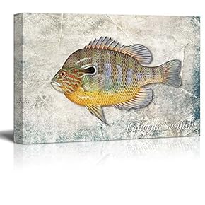 Multicolor Longear Sunfish Illustration on a Textured Background - Canvas Art Home Art - 12x18 inches