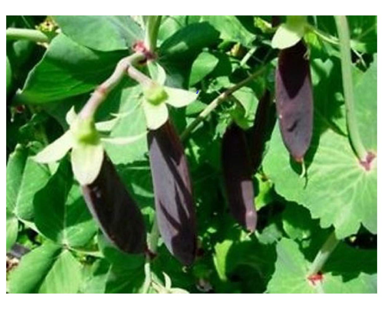 PREMIER SEEDS DIRECT - Pea - Purple MANGETOUT Snow Pea - Shiraz - 200 Seeds