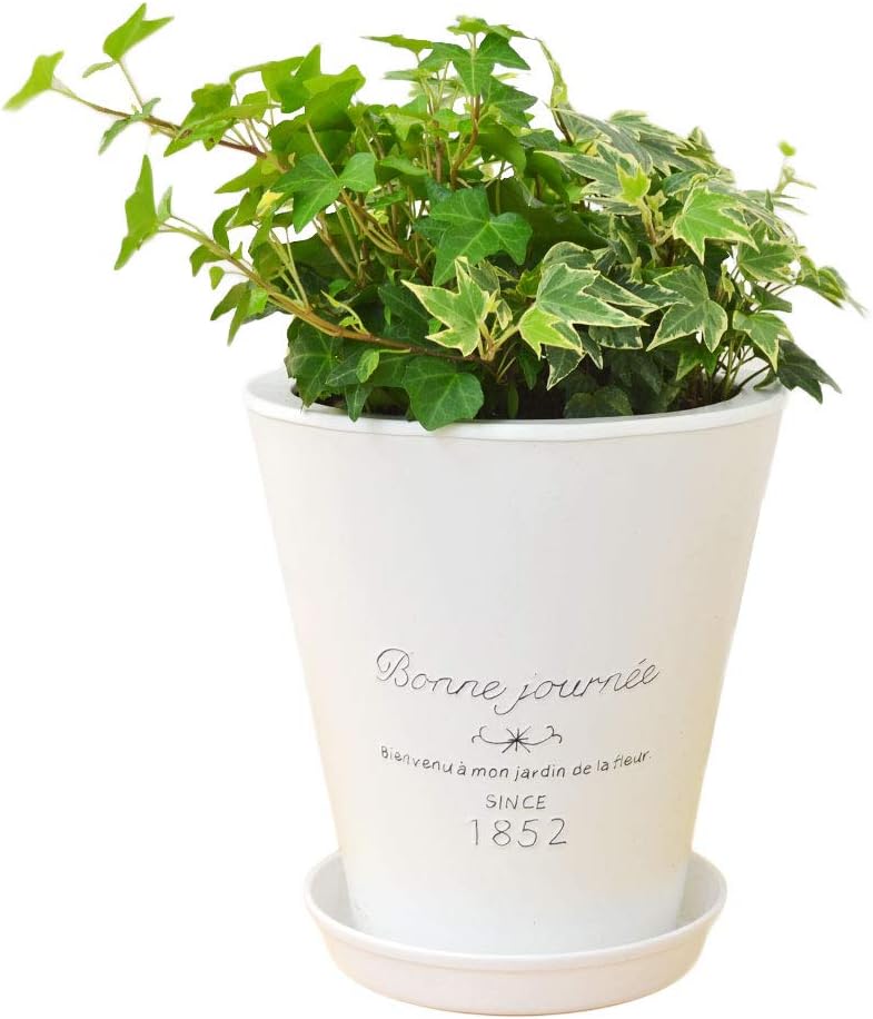 トップ100アイビー 種 最高の花の画像