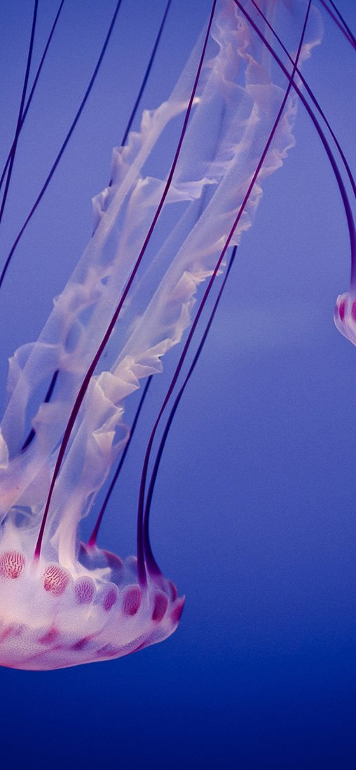 PeelitStickit Underwater, Undersea Wall Murals, ID-076, vinyl