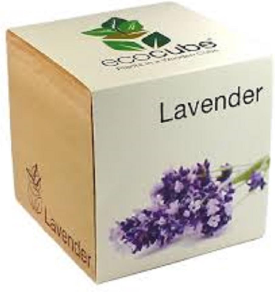 EcoCube Lavender Plants in a Wooden Cube