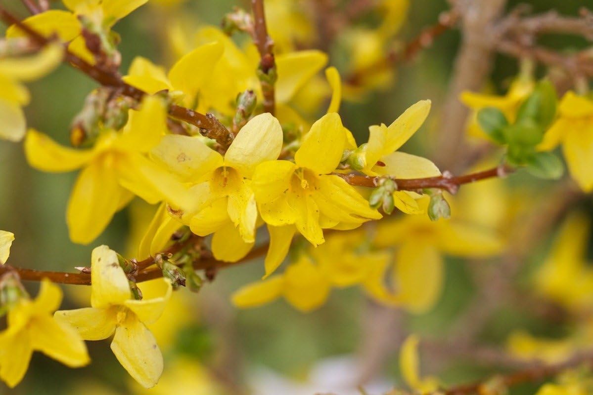 Forsythia X Intermedia 'Lynwood' - 1 LTR Quality Plants