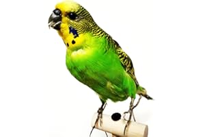 LACMOPYLE Real Parrot Specimen Taxidermy Eurasian Colorful Melopsittacus Budgerigar Budgie Garden Home Decoration Crafts Science Education