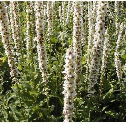 Portal Cool 1 Planta Verbascum Chaixii Album Ortiga Con Hojas De Gordolobo Amazon Es Hogar