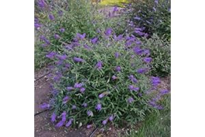 Greenwood Nursery: Live Shrub Plants - Monarch Blue Knight Butterfly Bush + Buddleja/Buddleia Davidii - [Qty: 2X Pint Pots] - (Click for Other Available Plants/Quantities)