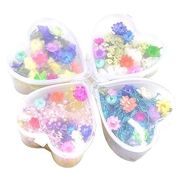 Justdolife Konserviertes Blumen Mehrzweck Handwerk DIY Presseblumen Getrocknete Blumen