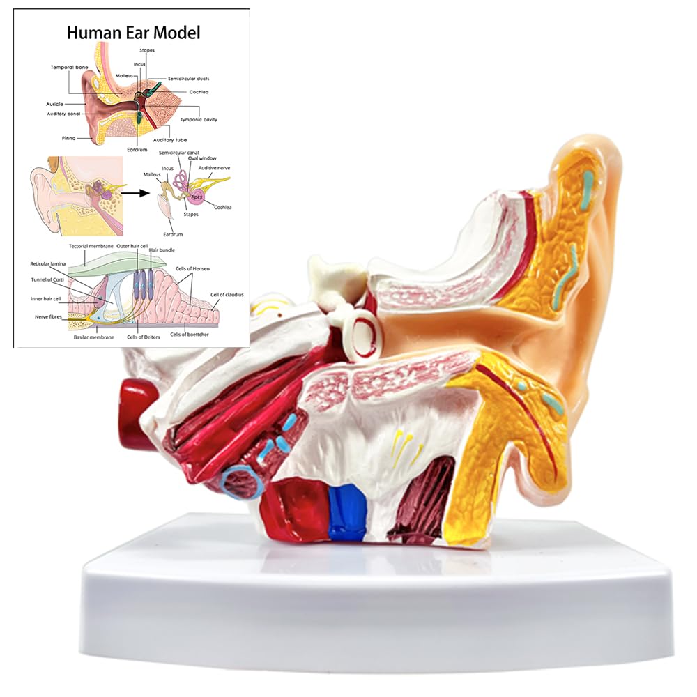 Photo 1 of 1.5 Times Human Ear Anatomy Model with Base - Professional PVC Outer Middle Inner Ear Structure Simulation Model for Teaching Demonstration