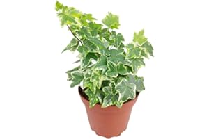 SUCCULENTS BOX Golden English Ivy - Hedera Helix Kolibri (4" Grower Pot) - Eye-catching, Air-Purifying, Easy to Grow Houseplant - Best Trailing Houseplant for Home and Office Decoration