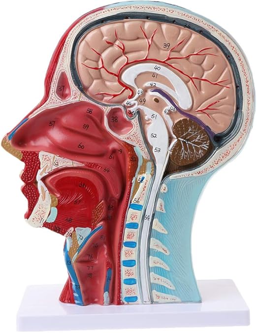 Amazon.com: Dinfoger Human Anatomical Half Head Face Anatomy Medical