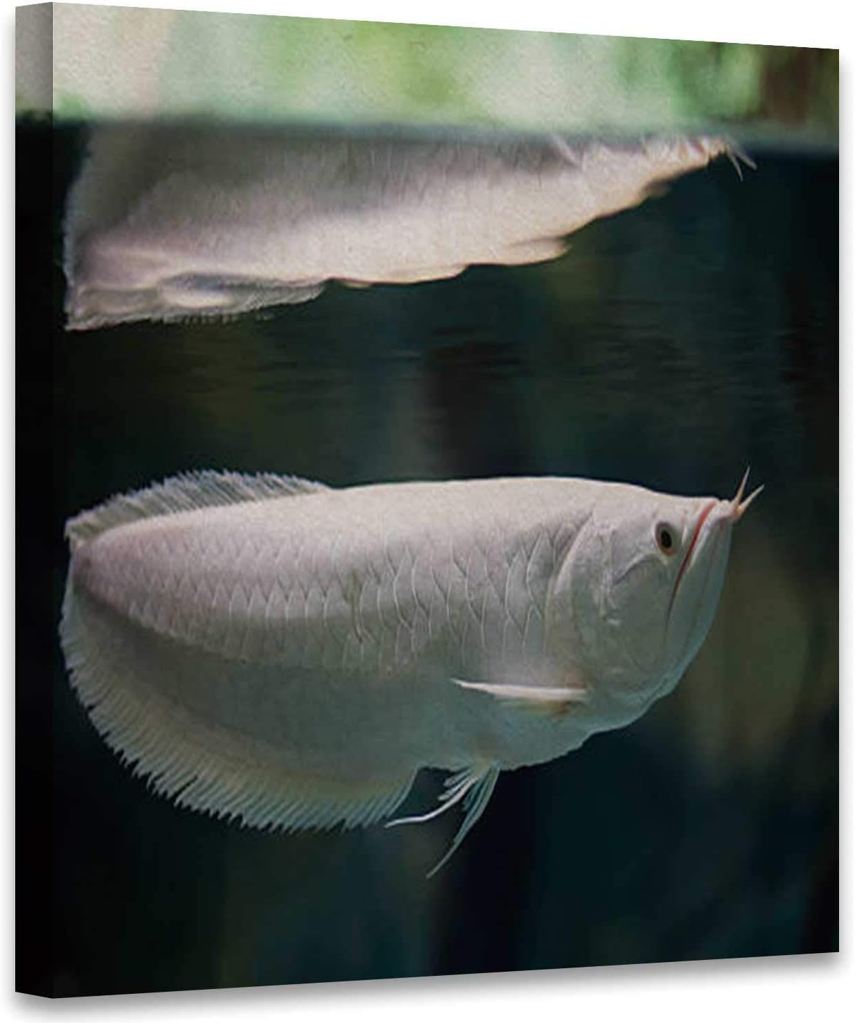arowana tropical fish