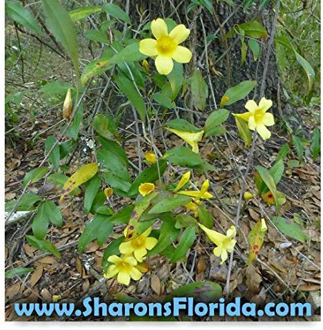 発芽seeds カロライナジャスミン カロライナジャスミン 30個の種子 B07l1k2l36 350円 全品最安値に挑戦 70 Offアウトレット 新作 人気の定番 ランキング総合1位