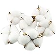 Tegg Cotton Boll 20PCS Natural White Cotton Balls Dried Cotton Pods for Crafting Farmhouse Style