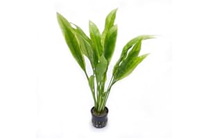 SubstrateSource Amazon Sword Echinodorus Bleheri Live Plant for Freshwater Aquariums, Natural Fish Tank Decorations, and Aquatic Decor (1 Pot (2-3 Plants))