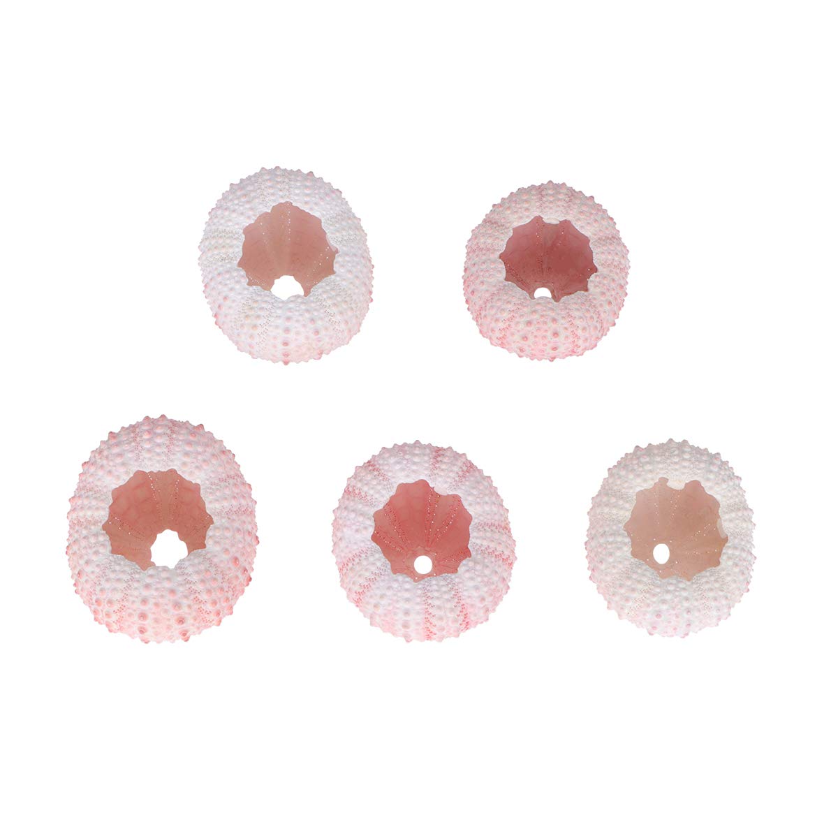 Garneck Pack of 5 Sea Urchins Shells Tillandsia Container DIY Handmade Air Plant Pots (Pink)