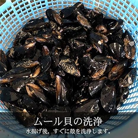 Amazon ムール貝 活ムール貝 生ムール貝 殻付き 国産 石巻産 カキ漁師海遊 三陸雄勝湾 新鮮 産地直送 中サイズ 1kg カキ漁師 海遊 貝類 通販