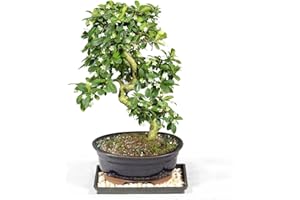 Brussel's Bonsai Live Fukien Tea Bonsai Tree - Medium, 9 Year, 8 to 12 inches Tall - Indoor Bonsai Tree Live with Ceramic Bonsai Pot and Bonsai Tray