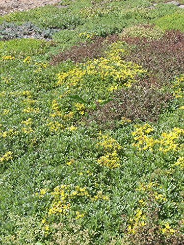 2 kg Sedumsprossenmischung für 20 m² Dachbegrünung – Bild 7