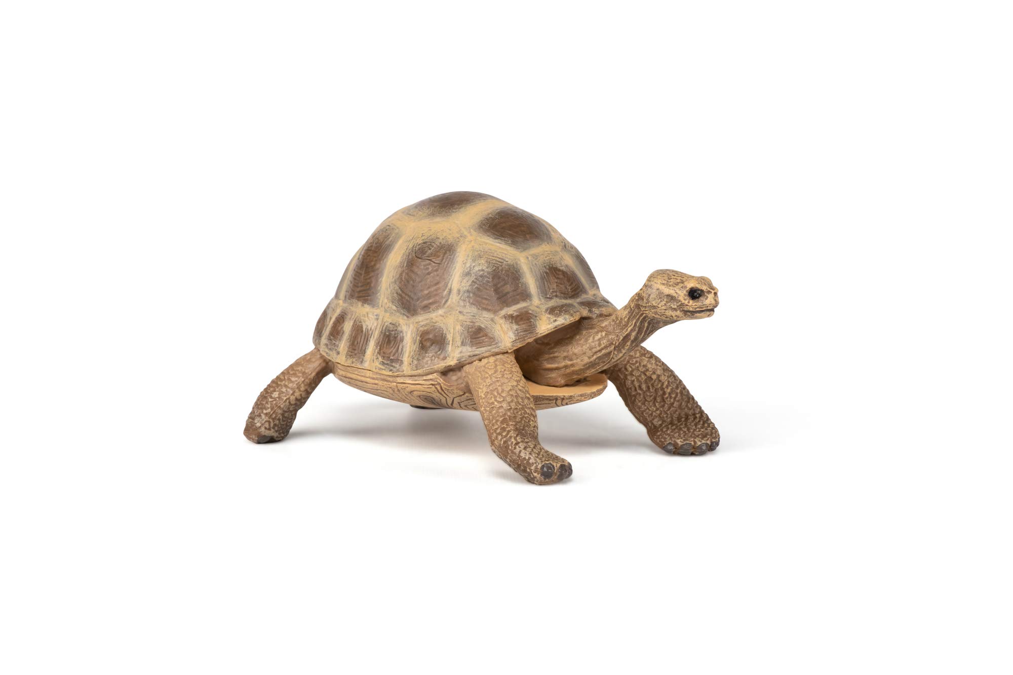 Papo 50264 Hermann's tortoise WILD ANIMAL KINGDOM Figurine, Multicolour