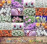 5,000+ Conophytum Species Mix Seeds - Cactus Mix - House Plants cactus cacti succulent For Greenhouse and Outdoor Too - These seeds are VERY small, each pack of seed will contain more than advertised. But if you are uncomfortable working with VERY small seeds please do NOT purchase this product
