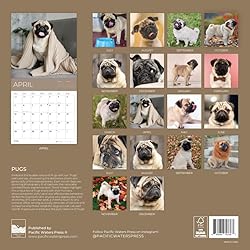 July 2025- December 2026 Pugs Wall Calendar 18